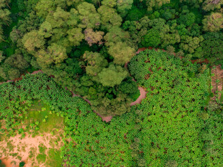 Aerial view on banana plantation bordered wit a Primal Virgin Forest of Manyara National Park Concervation Area in East Africa, Tanzania