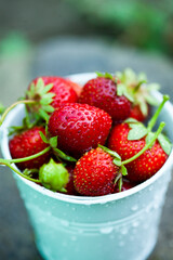 Fresh strawberries in the garden. Organic food. Healthy berries in a bowl. Red fruits.