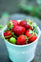 Fresh strawberries in the garden. Organic food. Healthy berries in a bowl. Red fruits.