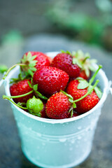 Fresh strawberries in the garden. Organic food. Healthy berries in a bowl. Red fruits.