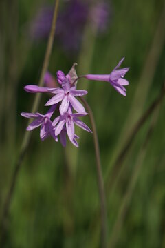 Wild purple lily flower on the blur green background