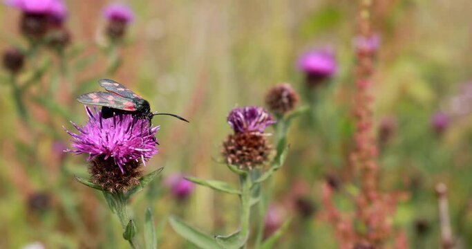 6 spot burnet moths, Zygaena filipendulae, close up detail while resting on a flowering purple thistle plant in scotland.