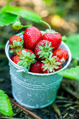 Fresh strawberries in the garden. Organic food. Healthy berries in a bowl. Red fruits.
