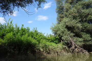 Fototapeta na wymiar willow forest on the island
