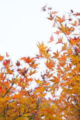 Colorful Maple leaves on the branches in fall season are on the white cloudy sky