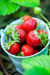 Fresh strawberries in the garden. Organic food. Healthy berries in a bowl. Red fruits.