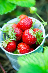 Fresh strawberries in the garden. Organic food. Healthy berries in a bowl. Red fruits.