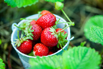 Fresh strawberries in the garden. Organic food. Healthy berries in a bowl. Red fruits.