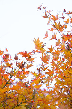 Colorful Maple leaves on the branches in fall season are on the white cloudy sky