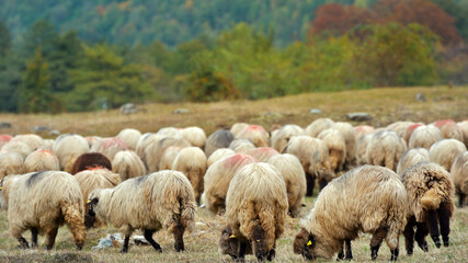 Fototapeta premium Flock of sheep grazing in a hill