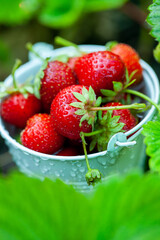 Fresh strawberries in the garden. Organic food. Healthy berries in a bowl. Red fruits.