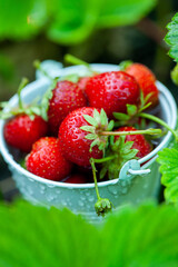Fresh strawberries in the garden. Organic food. Healthy berries in a bowl. Red fruits.