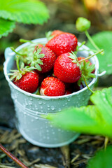 Fresh strawberries in the garden. Organic food. Healthy berries in a bowl. Red fruits.