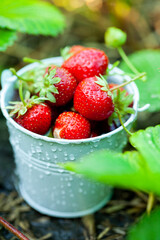 Fresh strawberries in the garden. Organic food. Healthy berries in a bowl. Red fruits.