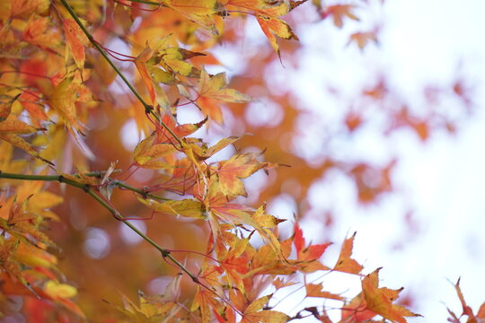 Selective focus of orange and yellow Autumn leaves on the blur bokeh background