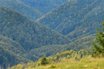 Fototapeta premium Telephoto of forest in autumn