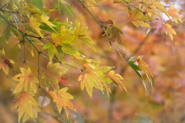 Colorful Maple leaves on the tree in fall season on blur background.