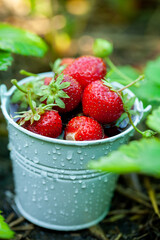 Fresh strawberries in the garden. Organic food. Healthy berries in a bowl. Red fruits.