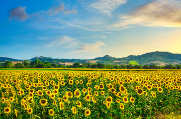 Fototapeta premium Sunflowers field panoramic landscape at sunset in Tuscany.