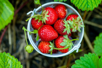 Fresh strawberries in the garden. Organic food. Healthy berries in a bowl. Red fruits.