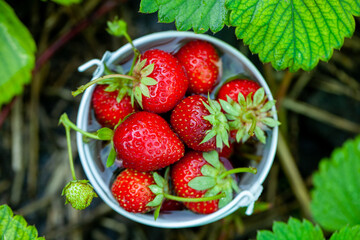 Fresh strawberries in the garden. Organic food. Healthy berries in a bowl. Red fruits.