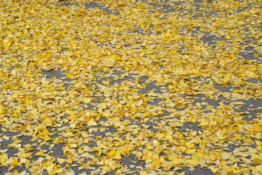 Dry Ginkgo leaves fall on the on the concrete ground in Autumn.
