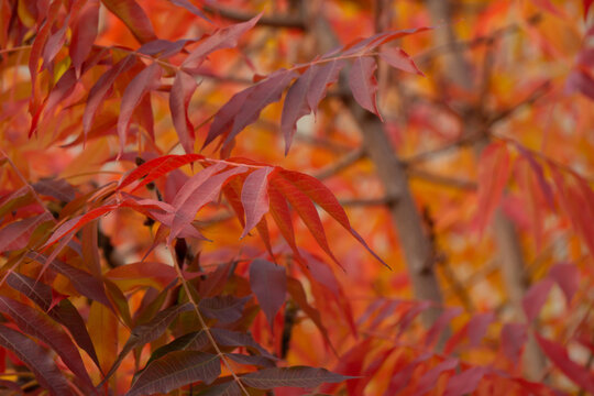 Beautiful red fall  leaves on the branches are on the golden tree  blur backgroun