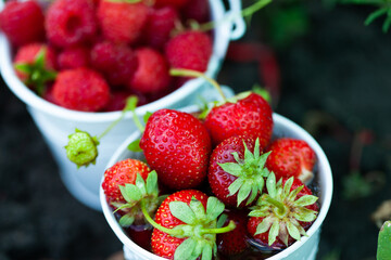 Fresh strawberries in the garden. Organic food. Healthy berries in a bowl. Red fruits.
