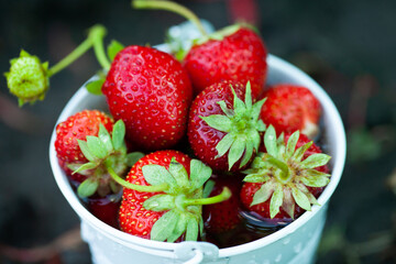 Fresh strawberries in the garden. Organic food. Healthy berries in a bowl. Red fruits.