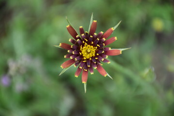 Color salsify flower (Tragopogon crocifolius). It is used as a dietary vegetable whose consumption is recommended for those suffering from rheumatism, gout, hypertension, arteriosclerosis.