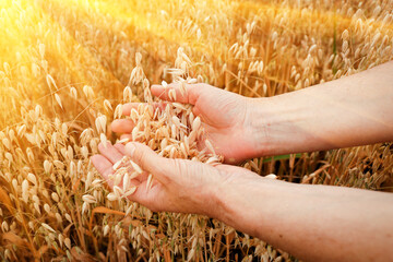 Ears of ripe oats in the hands of an elderly woman for a design on the theme of farming, agriculture