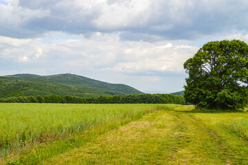 summer landscape with blue sky