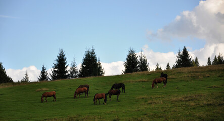 Herd of horses, horses in the mountains