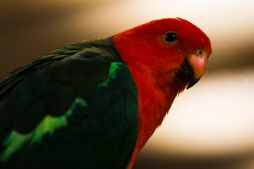 A portrait of a bright colorful parrot.
