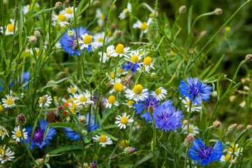 Blooming cornflowers and daisies flowers in a summer medow