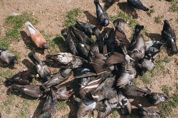 A flock of many black and white doves are fighting for food and bread in nature. Feeding the hungry...