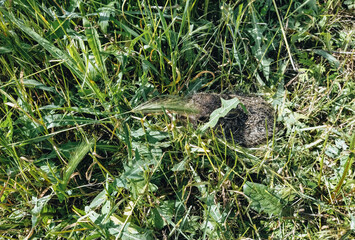 A small, scared gray hare hid in the green grass. Photography, concept.