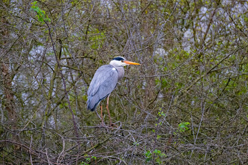 Ein Graureiher steht auf Zweigen am Nest