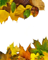 Multicolored foliage in corner composition. Cut out colorful autumn leaves on white background. Maple, birch, aspen tree leaves. - obrazy, fototapety, plakaty