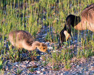Canadian Geese stock photos. Canadian Geese close-up profile view with baby eating grass, displaying feather plumage, head, beak, in their environment and habitat, with a foliage background. Image. 