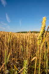 Wheat field on the South Downs