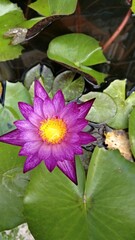 Flor de loto color lila con centro amarillo y hojas verdes