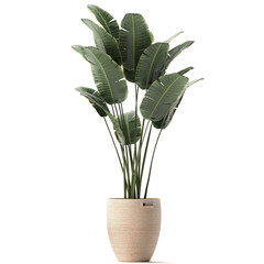 Strelitzia in a basket isolated on white background	
