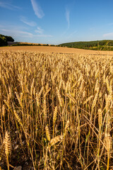 Wheat field on the South Downs