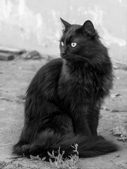 Black cat sitting near the house, black and white photo