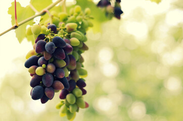 Close-up of bunches of ripe red wine grapes on vine