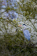 Ein Graureiher im Geäst eines Baumes