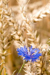 Blue cornflowers and ripe ears wheat