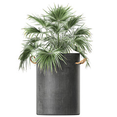 Washingtonia palm in a concrete pot isolated on white background	
