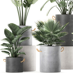 exotic plants in a concrete pot on white background	
